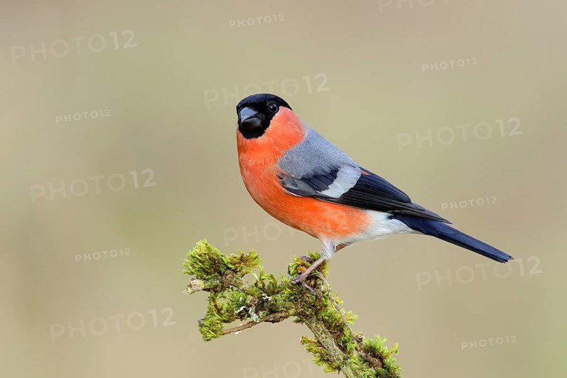 Eurasian bullfinch (Pyrrhula pyrrhula), male, sitting on a branch covered with moss, animals, birds, Siegerland, North Rhine-Westphalia, Germany, Europe