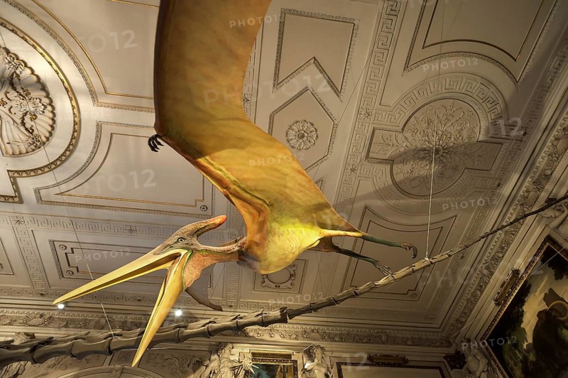 Model of a pterosaur (Pteranodon longieps), Natural History Museum, opened in 1889, Vienna, Austria, Europe
