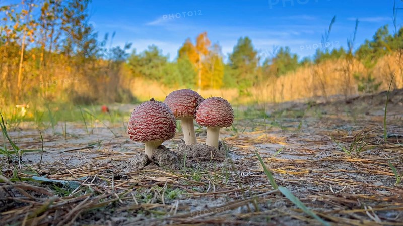 Red fly agaric (Amanita muscaria), poisonous mushroom, red cap with white spots, lucky mushroom, fruiting body, poisonous alkaloids muscimol and ibotenic acid, beadling relative, lamellae, spore dust, occurrence in coniferous and deciduous forests, poisoning, mushroom counselling, deep dump, post-mining landscape, Saxony-Anhalt, Germany, Europe