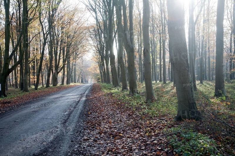 Road passing by brown beech tree autumn leaves through Savernake Forest, Wiltshire, England, UK