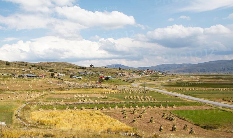 Landscape with sheaves of straw on the Chuicuito peninsula on Lake Titicaca, Puno province, Peru, South America