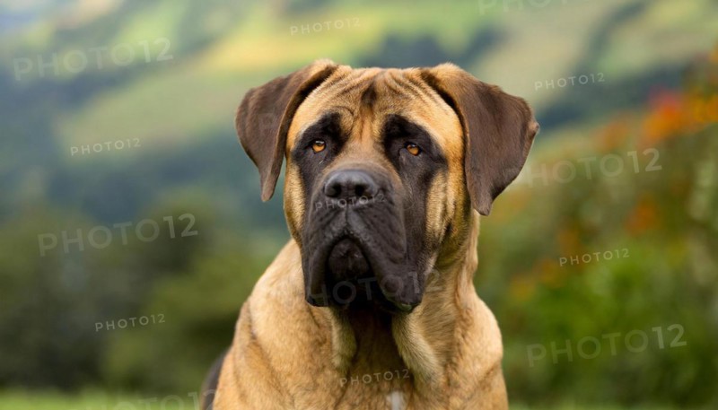Pets, Dog, Mastiff, AI-generated, AI generated