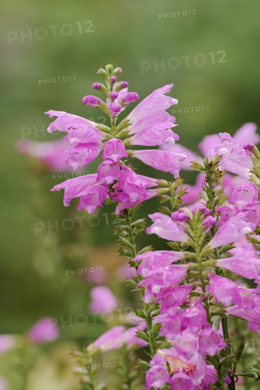 Joint flower (Physostegia virginiana), inflorescence, ornamental plant, North Rhine-Westphalia, Germany, Europe