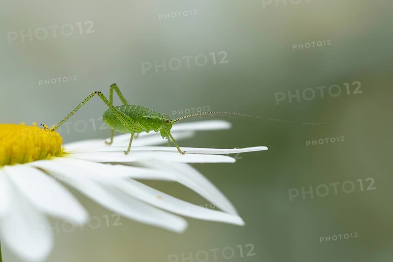 Speckled bush cricket (Leptophyes punctatissima) adult insect resting on an Oxeye daisy flower, Suffolk, England, United Kingdom, Europe