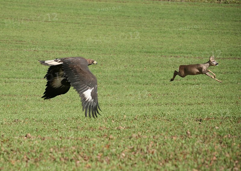 Golden eagle (Aquila chrysaetos) mating bird flying towards roe deer (Capreolus capreolus) over open field, Allgäu, Bavaria, Germany, Allgäu, Bavaria, Germany, Europe