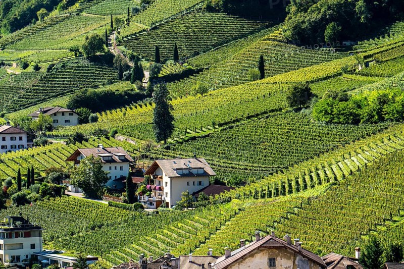 Landscape in the Adige Valley, in South Tyrol, above the village of Tramin, vineyards dominate the mountain slopes, home of the Gewürztraminer grape, Italy, Europe