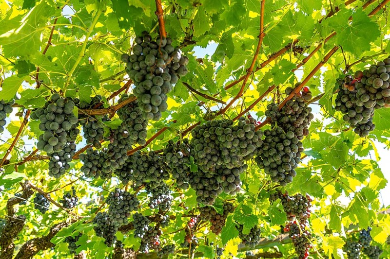 Wine-growing, in the Adige Valley, near the village of Caldaro on the Wine Road, red wine vines, South Tyrol, Italy, Europe