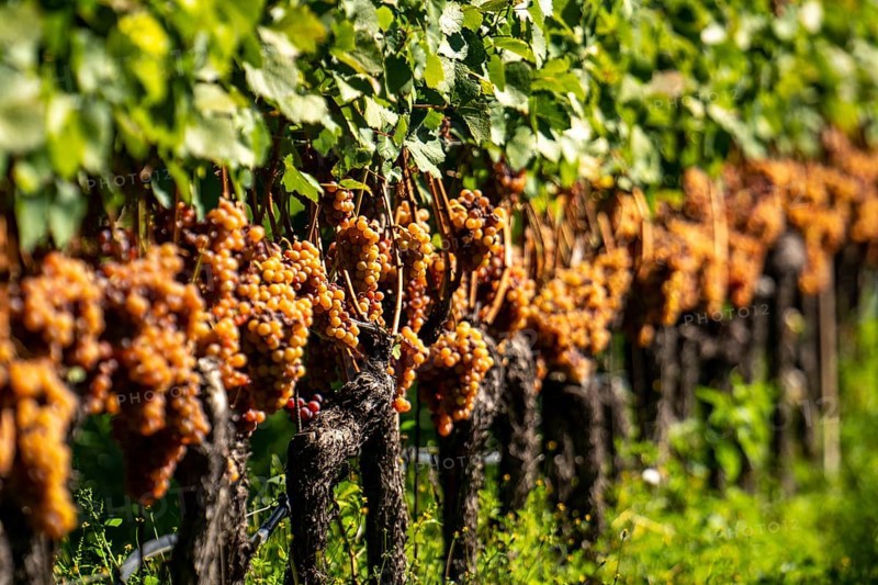 Wine growing, in the Adige Valley, near the village of Tramin on the Wine Road, South Tyrol, large areas of Gewürztraminer grapes, Italy, Europe