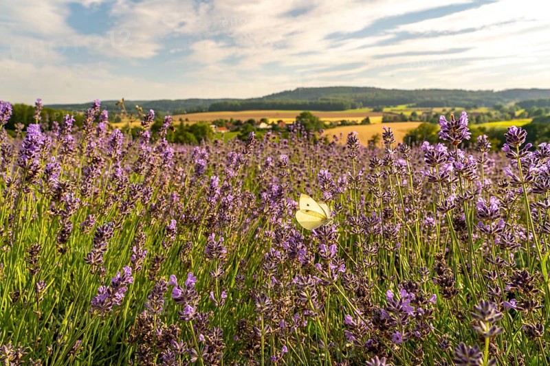 Small white, butterfly, on lavender fields in East Westphalia Lippe, OWL, near the village of Fromhausen, near Detmold, the company Taoasis, has been planting organic lavender since 2017, for the extraction of fragrances, the fields attract many thousands of visitors in summer, North Rhine-Westphalia, Germany, Europe