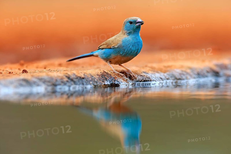 Blue waxbill (Uraeginthus angolensis), Angola butterfly finch, adult, at the water, Kruger National Park, Kruger National Park, Krugerpark, South Africa, Africa