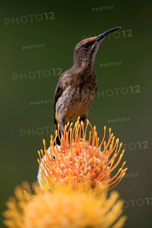 Cape Honeybird (Promerops cafer), adult, male, on flower, Protea, vigilant, Kirstenbosch Botanical Gardens, Cape Town, South Africa, Africa