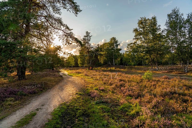Osterheide, heather blossom of the broom heather, in the Lüneburg Heath nature reserve, Lower Saxony, Germany, Europe