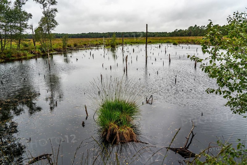 The Pietzmoor, raised bog in the Lüneburg Heath nature reserve, near Schneverdingen, Lower Saxony, Germany, Europe