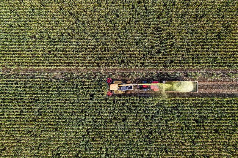 Maize harvest, combine harvester, chopper works its way through a maize field, the silage is pumped directly into a trailer, serves as cattle feed, Lower Rhine, Rees, North Rhine-Westphalia, Germany, Europe