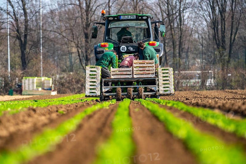 Agriculture, herb gardening, parsley is planted in rows in a field with a planting machine