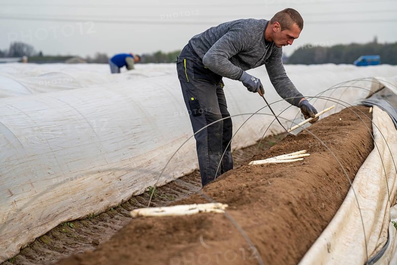 Asparagus harvest in the Rhineland, asparagus pickers at work in an asparagus field covered with plastic sheeting to allow the asparagus to grow better in the cold spring, Dormagen-Broich, North Rhine-Westphalia, Germany, Europe