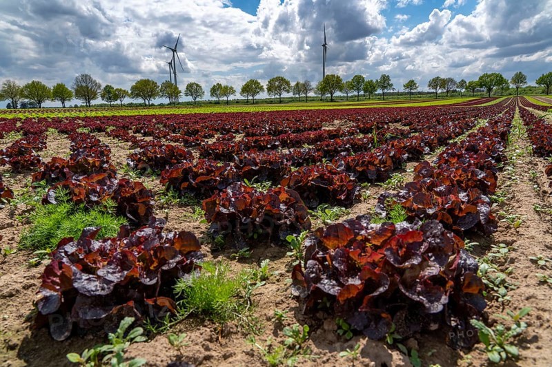 Agriculture, lettuce growing in a field, Lollo Rossa, in long rows of plants, North Rhine-Westphalia, Germany, Europe