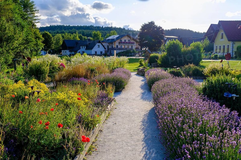 Herb garden, poppy garden, Waldviertel grey poppy, poppy village Armschlag, Waldviertel, Lower Austria, Austria, Europe