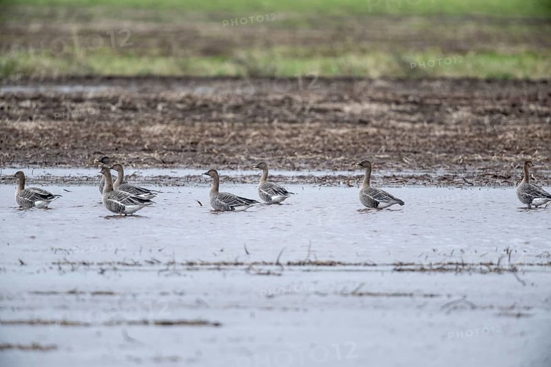 Bean Geese (Anser fabalis), Emsland, Lower Saxony, Germany, Europe