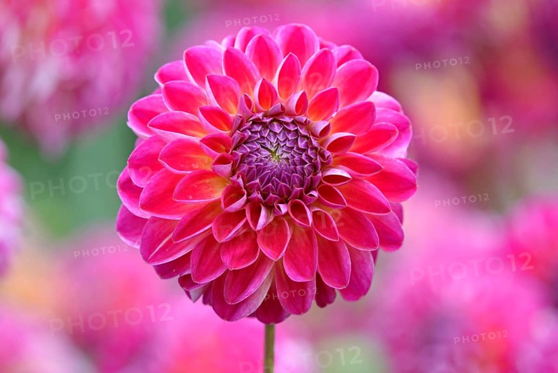 Decorative dahlias (Dahlia), Anne-Sophie variety, carmine red flower, North Rhine-Westphalia, Germany, Europe