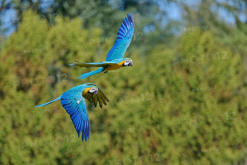 Blue and yellow macaw (Ara ararauna) in flight, captive, Lower Saxony, Germany, Europe