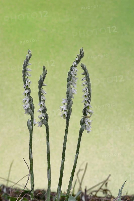 Autumn helleborine (Spiranthes spiralis), small orchids, very rare, group of flowers on a nutrient-poor meadow, Hesse, Germany, Europe