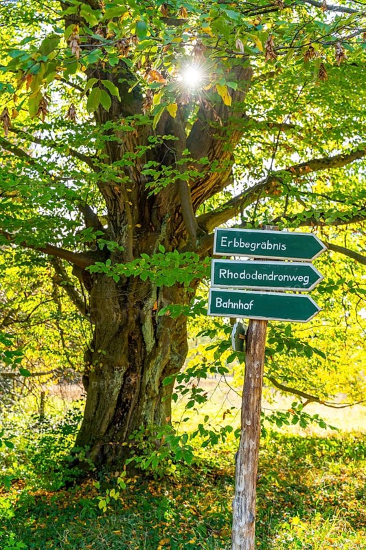 Tree with autumn colours and signpost in Wiesenburg Castle Park, International Art Trail, Hoher Fläming nature park Park, Brandenburg, Germany, Europe