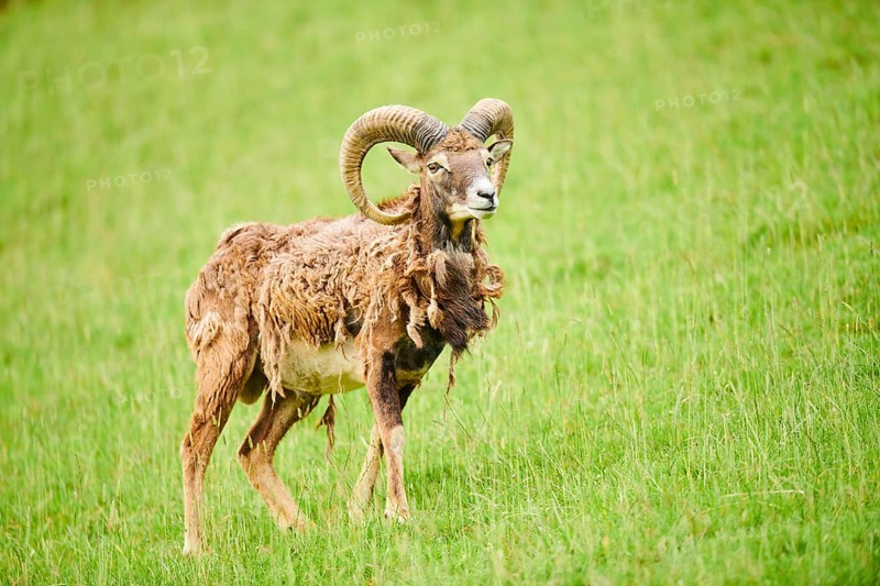 European mouflon (Ovis aries musimon) ram standing on a meadow, tirol, Kitzbühel, Wildpark Aurach, Austria, Europe