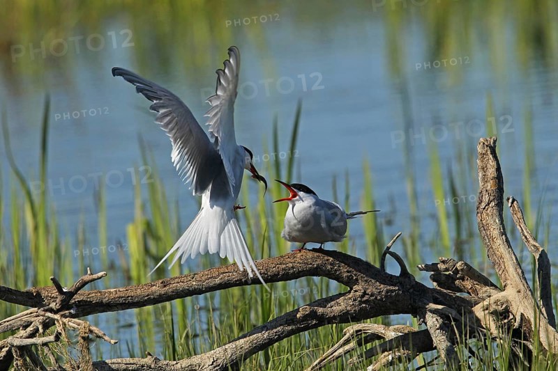 Common Tern (Sterna hirunda) Courtship, male presents bridal gift to female, Central Sweden, Sweden, Scandinavia, Europe