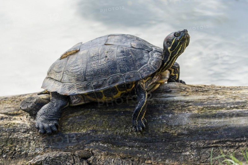 Red-eared slider turtles (Trachemys scripta elegans, Pseudemys scripta elegans) on a branch in a pond, France, Europe