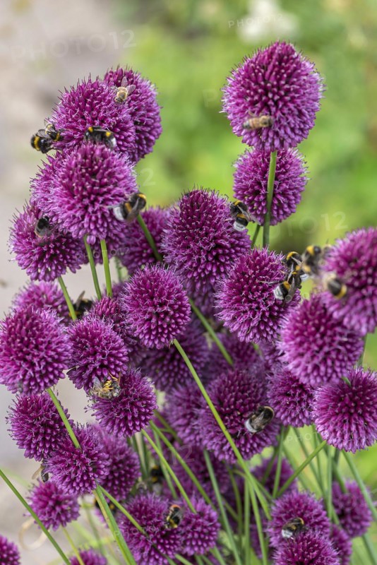 Bumblebees (Bombus) on flowers of the globe leek (Allium sphaerocephalon), Mecklenburg-Vorpommern, Germany, Europe