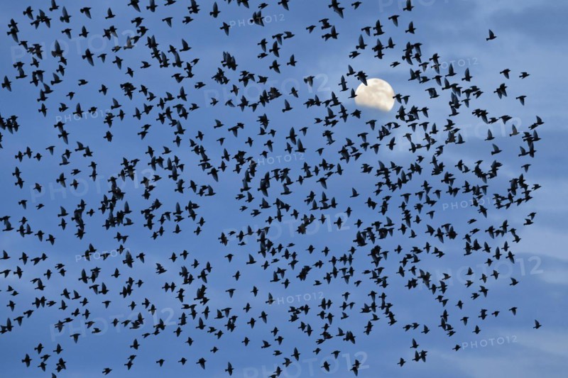 Flock of starlings in flight in front of full moon, Switzerland, Europe