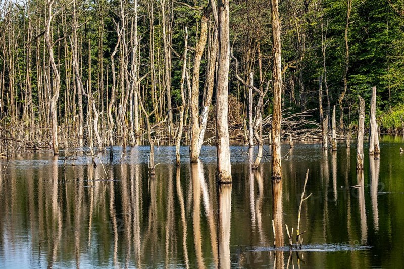 The Pfingstsee in the Kirchheller Heide, near the Heidhof, in the nature reserve Kirchheller Heide, created by subsidence caused by coal mining, Bottrop, dead trees, North Rhine-Westphalia, Germany, Europe