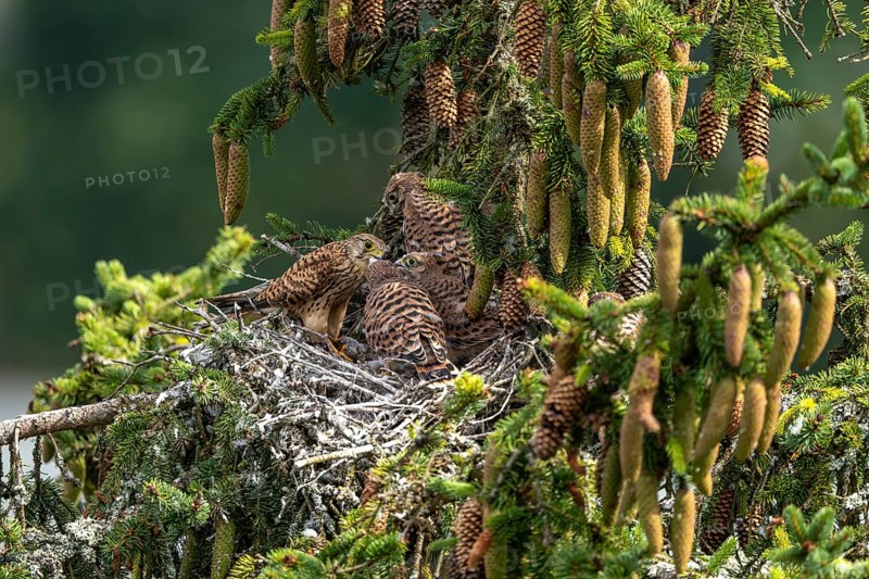 Common kestrel (Falco tinnunculus), female adult bird feeding young birds not yet ready to fly in the nest, Rhineland-Palatinate, Germany, Europe