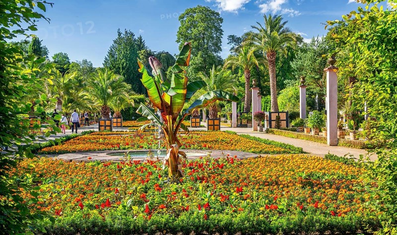 Palm garden in the spa gardens, the largest outdoor palm garden north of the Alps, spa town of Bad Pyrmont, Lower Saxony state spa, Emmer, Emmertal, Weserbergland, Lower Saxony, Germany, Europe