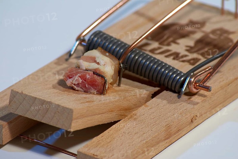 Mousetrap with bacon, Hamburg, Hamburg, Federal Republic of Germany