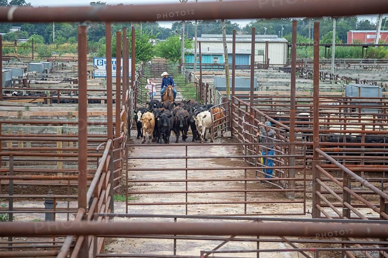 Oklahoma City, Oklahoma, Cattle are herded towards tue auction building at the Oklahoma National Stockyards. Since it was founded in 1910, more than 100 million cattle have been sold at ONSY's weekly auctions