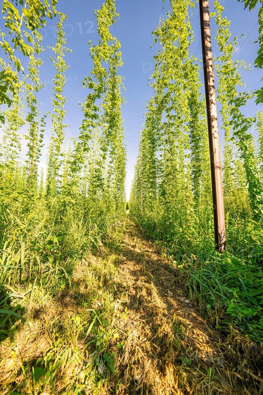 A path between tall, symmetrical rows of plants under a bright blue sky, Hopfengarten, Hochdorf, Black Forest, Germany, Europe