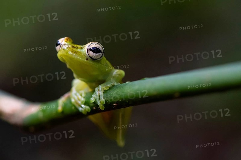 Glass frog (Centrolenidae) sitting on a stem, Heredia province, Costa Rica, Central America