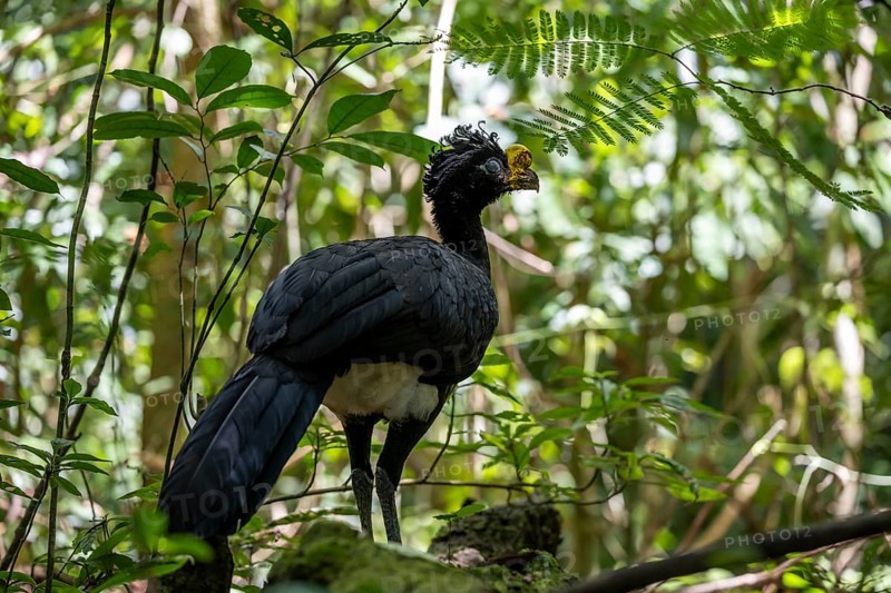 Tuberkehlhokko (Crax rubra), adult male, in the tropical rainforest, Corcovado National Park, Osa, Puntarena Province, Costa Rica, Central America