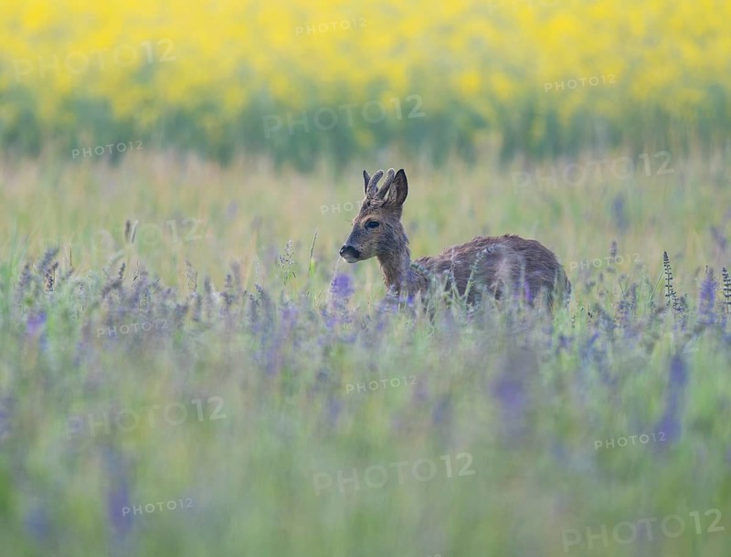 Roe deer (Capreolus capreolus), young roe buck with velvet antlers, velvet antlers standing in a meadow and looking attentively, wildlife, Thuringia, Germany, Europe