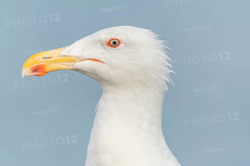Portrait of a herring gull (Larus argentatus) in the cliffs of the Atlantic Ocean. Camaret, Crozon, Finistere, Brittany, France, Europe