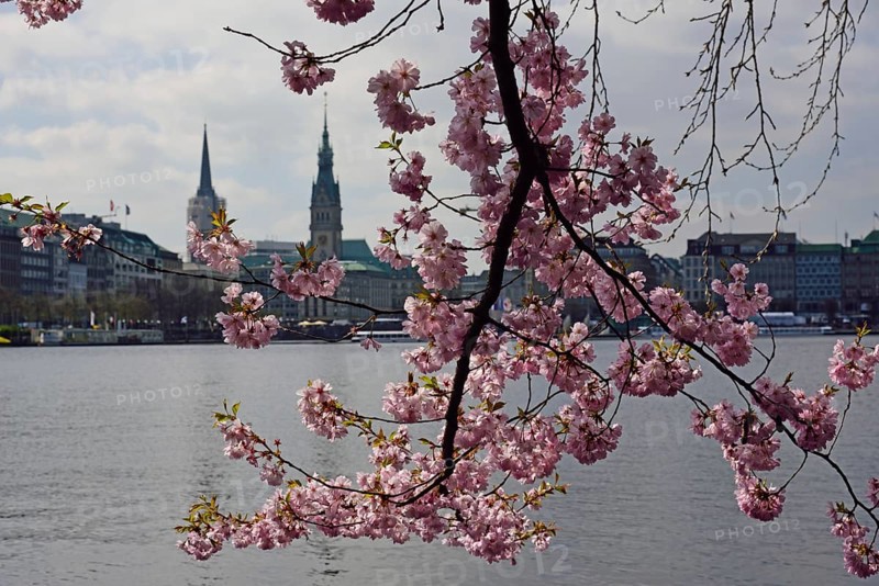 Europe, Germany, Hamburg, City, Inner Alster Lake, Tree blossom, View to the city hall, Japanese cherry blossom, Japanese tree cherry (Prunus Serrulata), Hamburg, Hamburg, Federal Republic of Germany, Europe