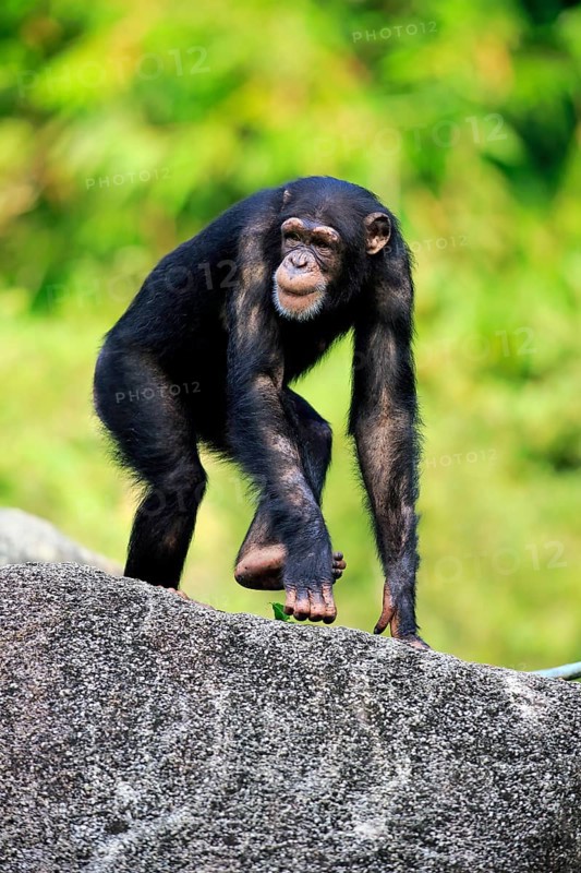 Chimpanzee (Pan troglodytes troglodytes), subadult, half-grown, imposing behaviour