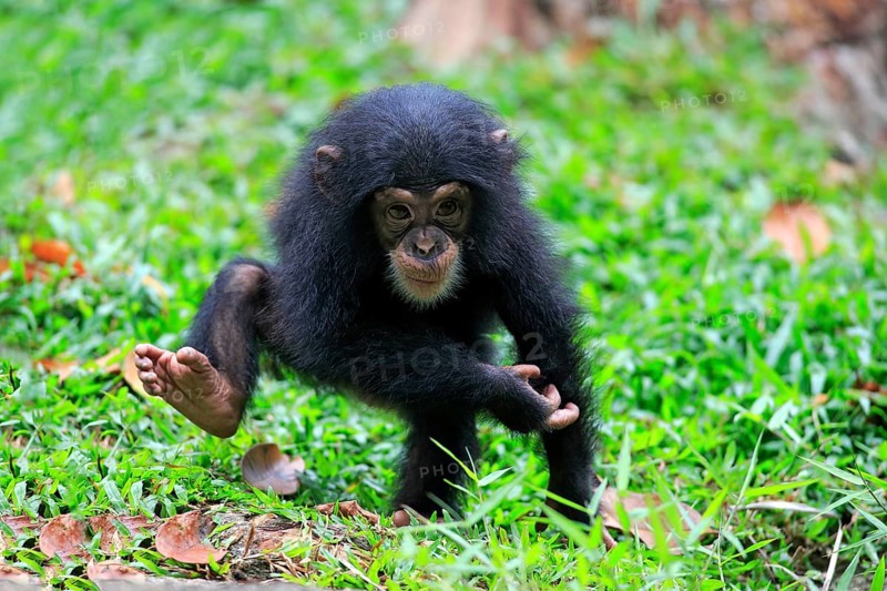 Chimpanzee (Pan troglodytes troglodytes), young animal