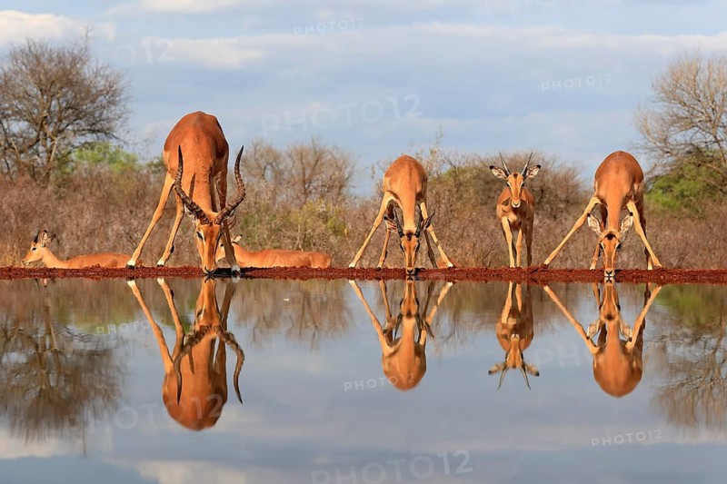 Black Heeler Antelope (Aepyceros melampus), adult, group, female, male, at the water, drinking, Kruger National Park, Kruger National Park, Kruger National Park South Africa