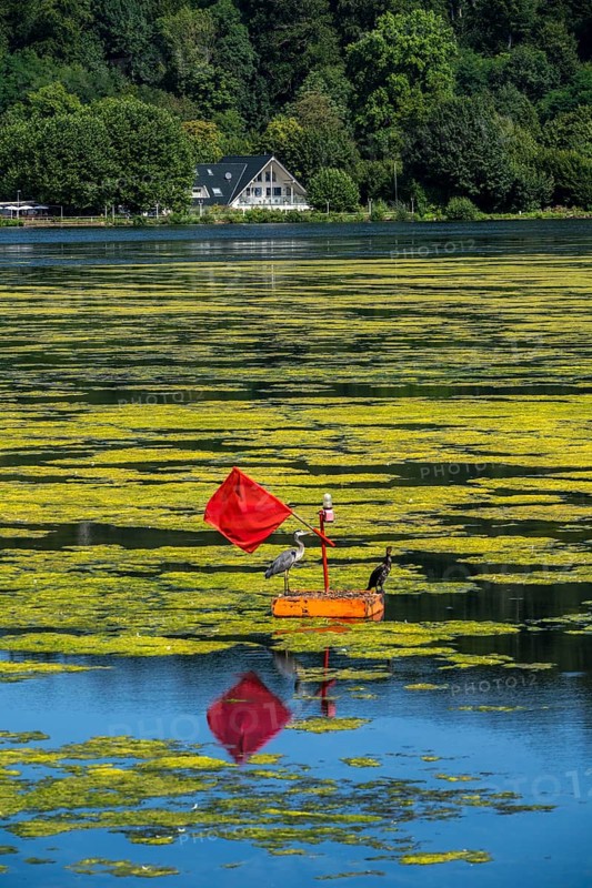 Buoy on the regatta course on Lake Baldeney, cormorant and heron hang out, the area is colonised by a carpet of plants and cannot be used, proliferating aquatic plant Elodea, waterweed, an invasive species, the fast-growing aquatic plant proliferates on large parts of the Ruhr reservoir, increased water temperatures accelerate growth, leisure boat traffic is severely impaired, Essen, North Rhine-Westphalia, Germany, Europe