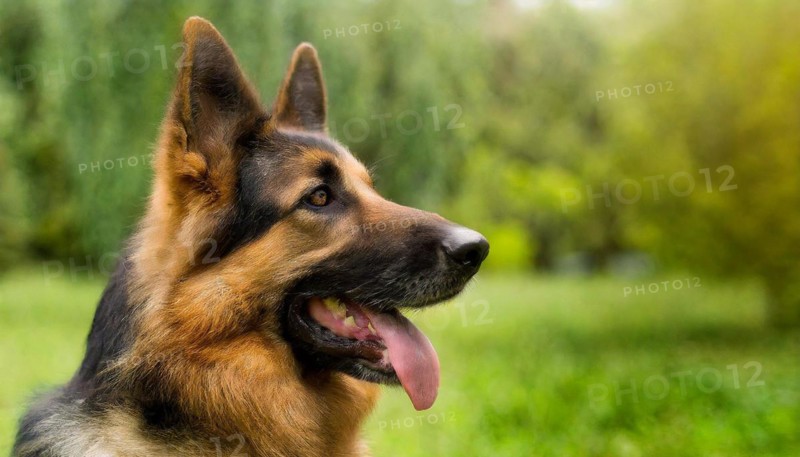 Pets, Dog, German Shepherd, AI-generated, AI generated