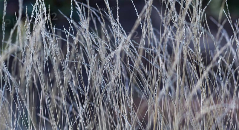 Abstract autumn silver and gray floral texture