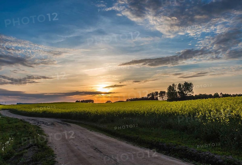 Beautiful sunset on a country road near Minsk, Belarus with blue sky and yellow rape field